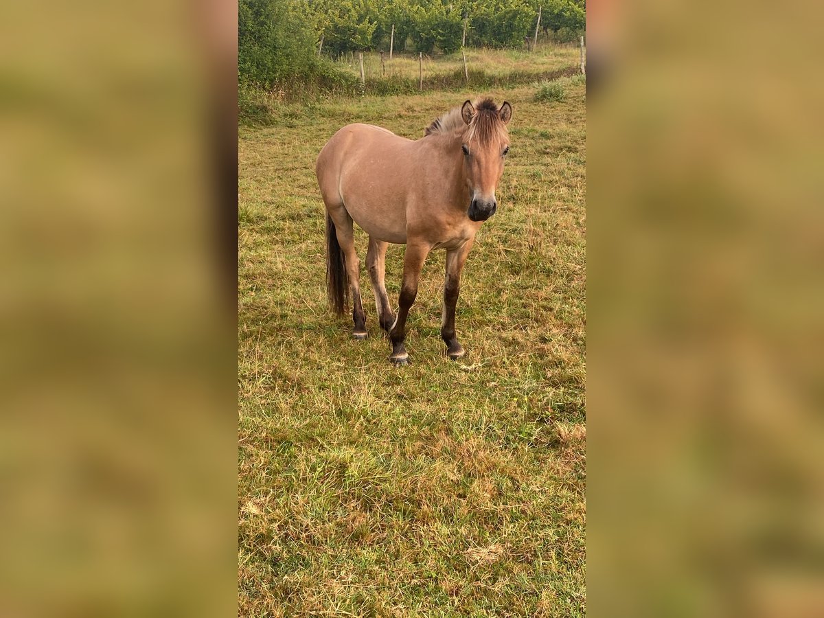 Caballo del fiordo noruego (Fjord) Semental 2 años 140 cm Bayo in St. Urban