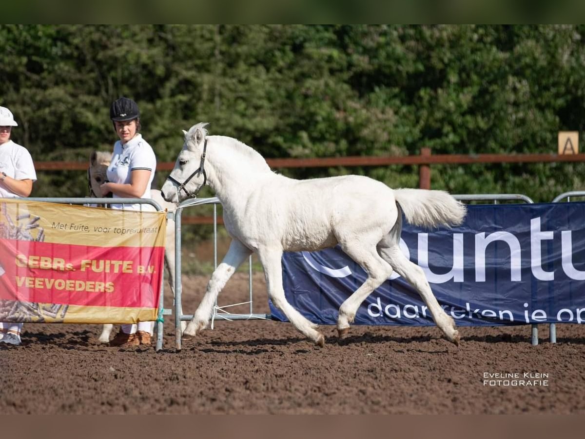 Caballo del fiordo noruego (Fjord) Semental Potro (04/2024) 148 cm White/Blanco in Hijken