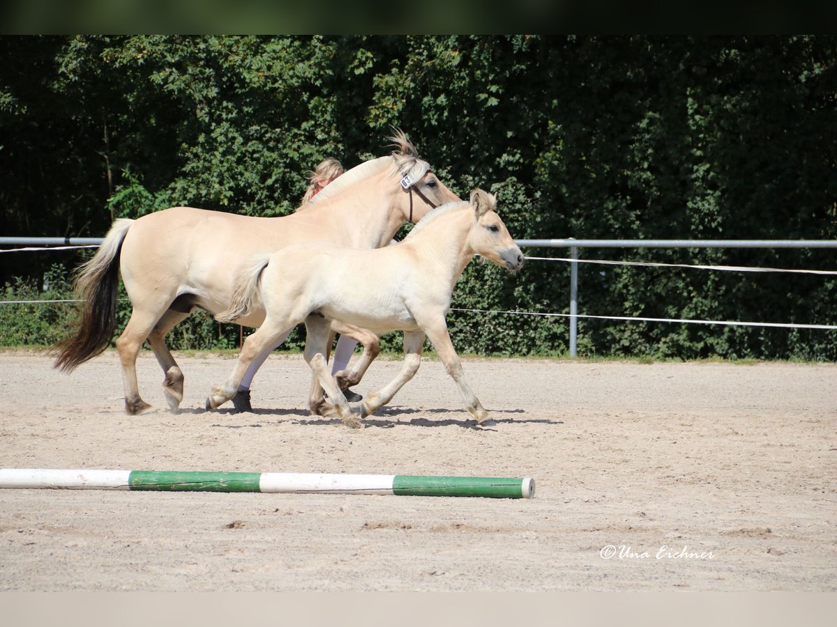 Caballo del fiordo noruego (Fjord) Semental Potro (06/2024) Bayo in Remscheid