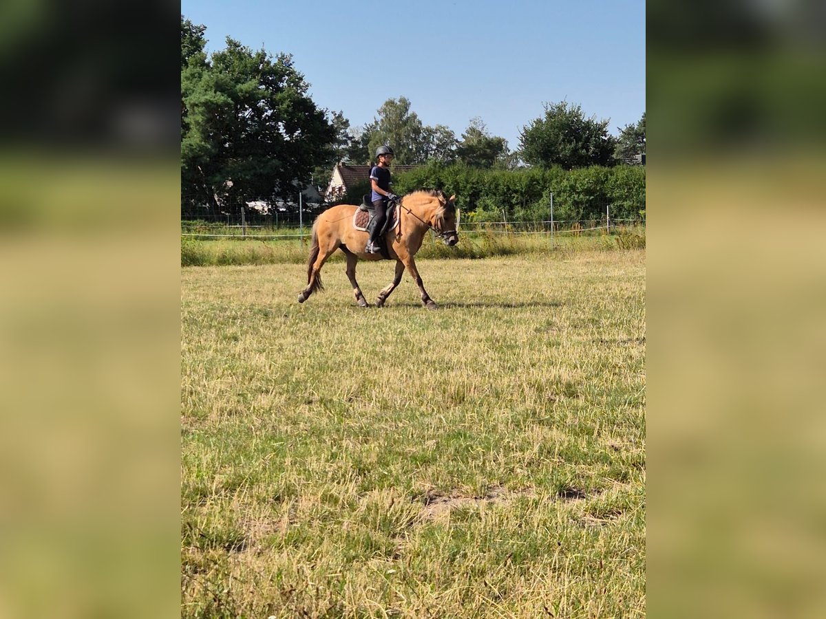 Caballo del fiordo noruego (Fjord) Yegua 10 años 140 cm Castaño claro in Magdeburg