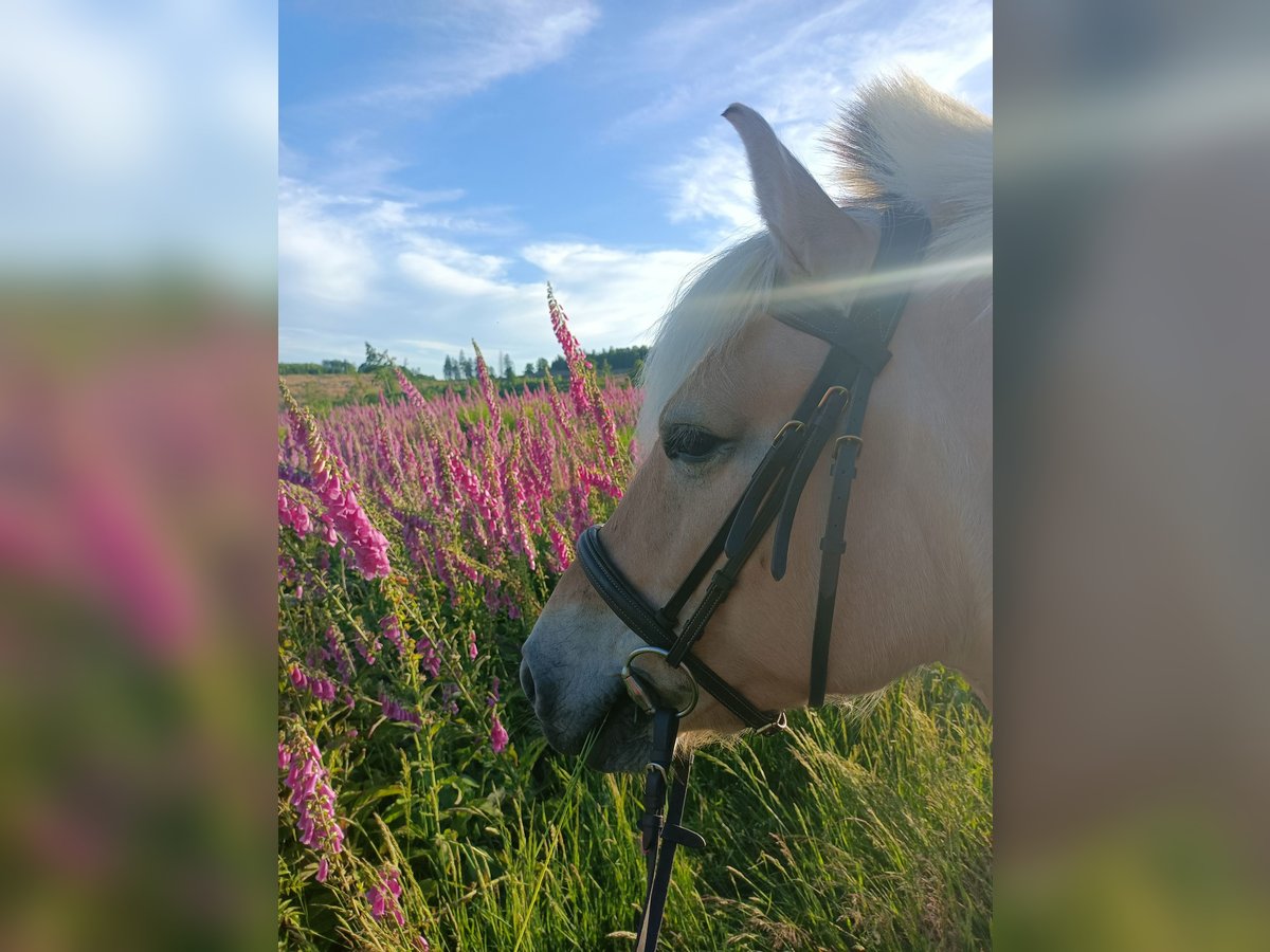 Caballo del fiordo noruego (Fjord) Yegua 10 años 145 cm Bayo in Dietzhölztal