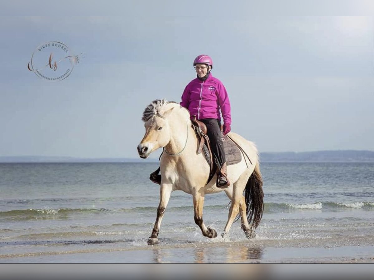 Caballo del fiordo noruego (Fjord) Yegua 10 años Bayo in Rehhorst