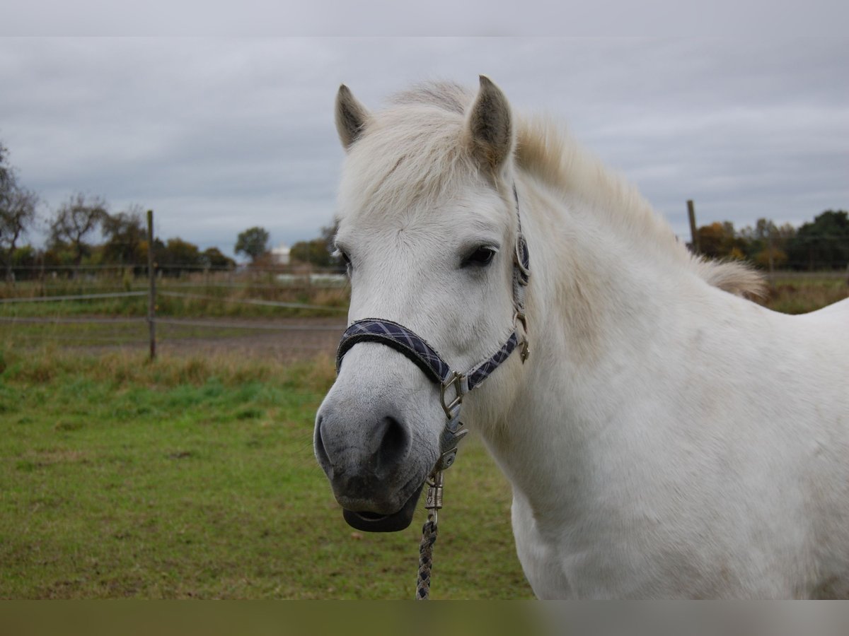 Caballo del fiordo noruego (Fjord) Mestizo Yegua 11 años 142 cm White/Blanco in Lehrte