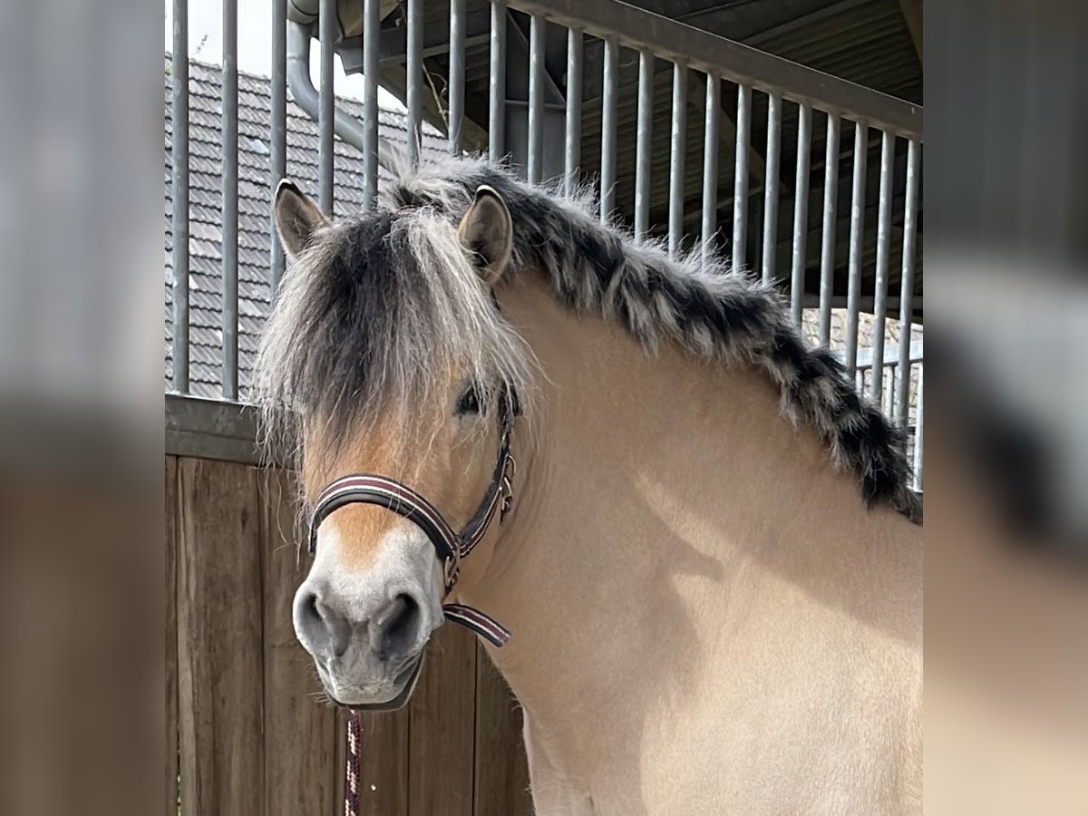 Caballo del fiordo noruego (Fjord) Yegua 14 años 143 cm Bayo in Krefeld