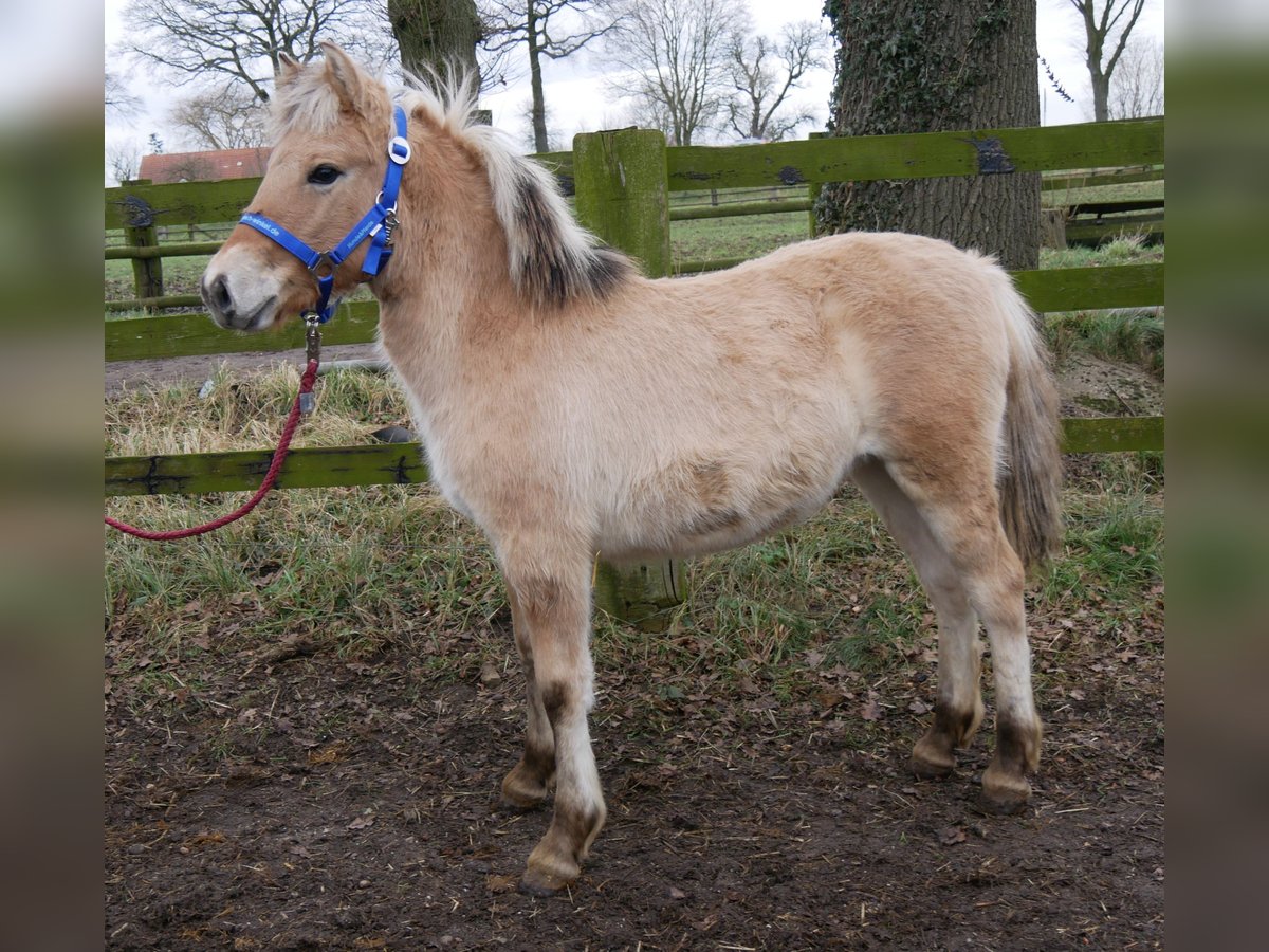 Caballo del fiordo noruego (Fjord) Yegua 1 año 114 cm in Dorsten