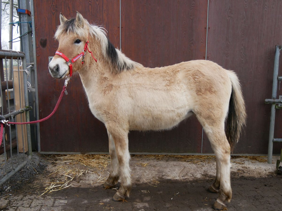 Caballo del fiordo noruego (Fjord) Yegua 1 año 129 cm in Dorsten