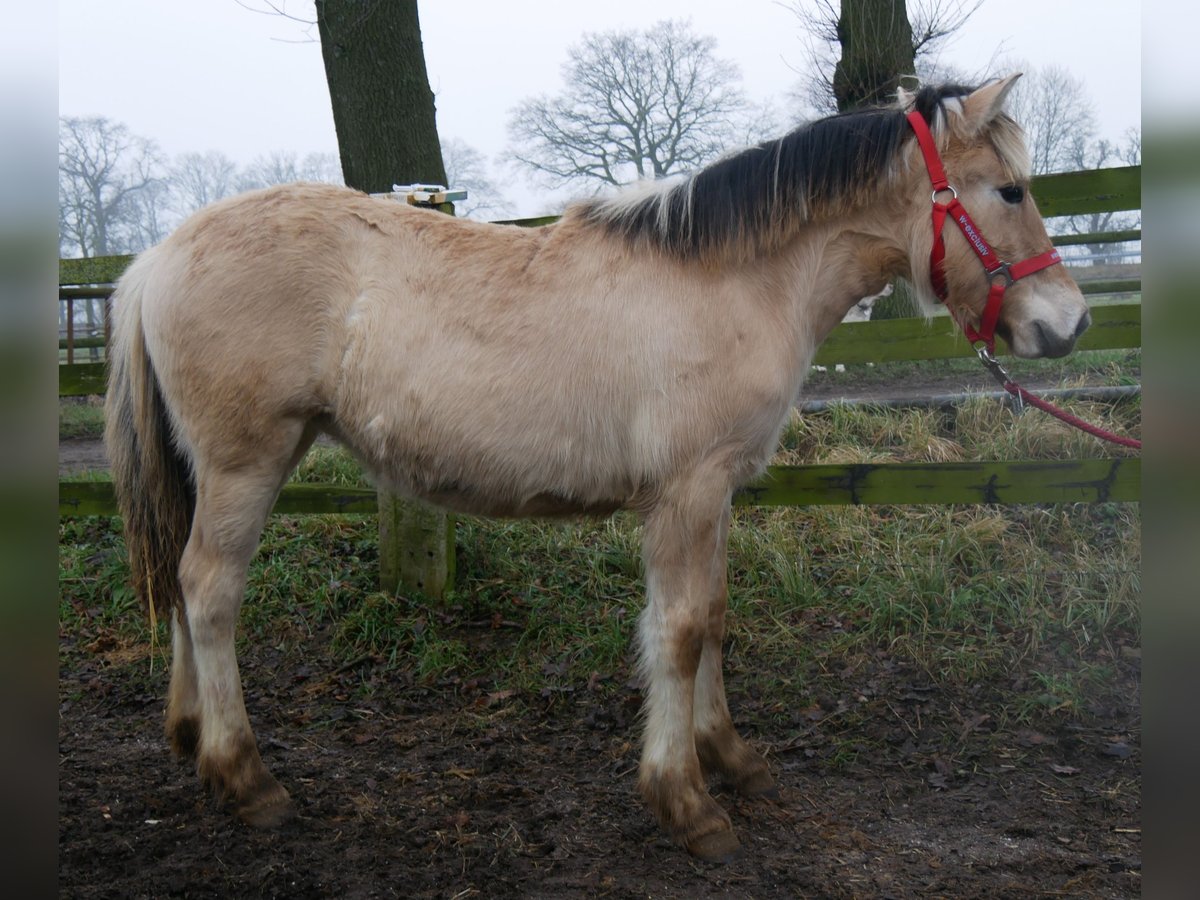 Caballo del fiordo noruego (Fjord) Yegua 1 año 129 cm in Dorsten