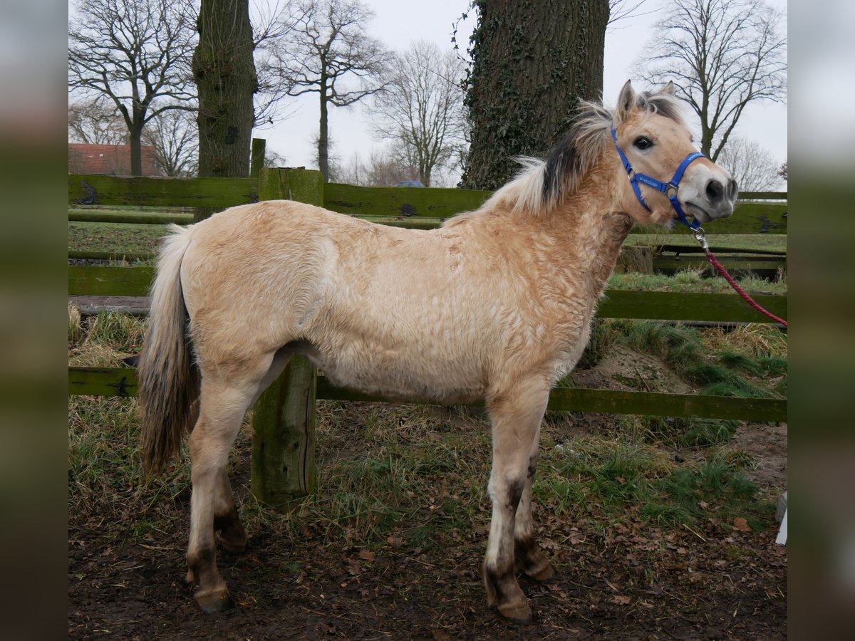 Caballo del fiordo noruego (Fjord) Yegua 1 año 132 cm in Dorsten