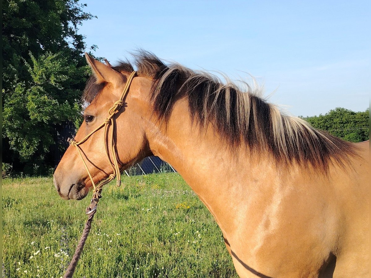 Caballo del fiordo noruego (Fjord) Mestizo Yegua 1 año 140 cm Bayo in Orbottyan