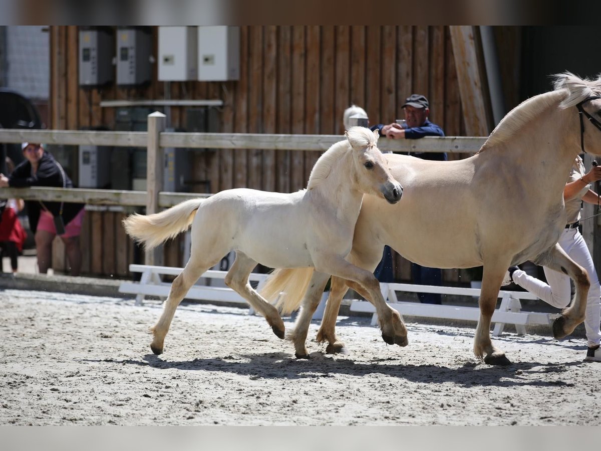 Caballo del fiordo noruego (Fjord) Yegua 1 año 146 cm Red Dun/Cervuno in Plaue