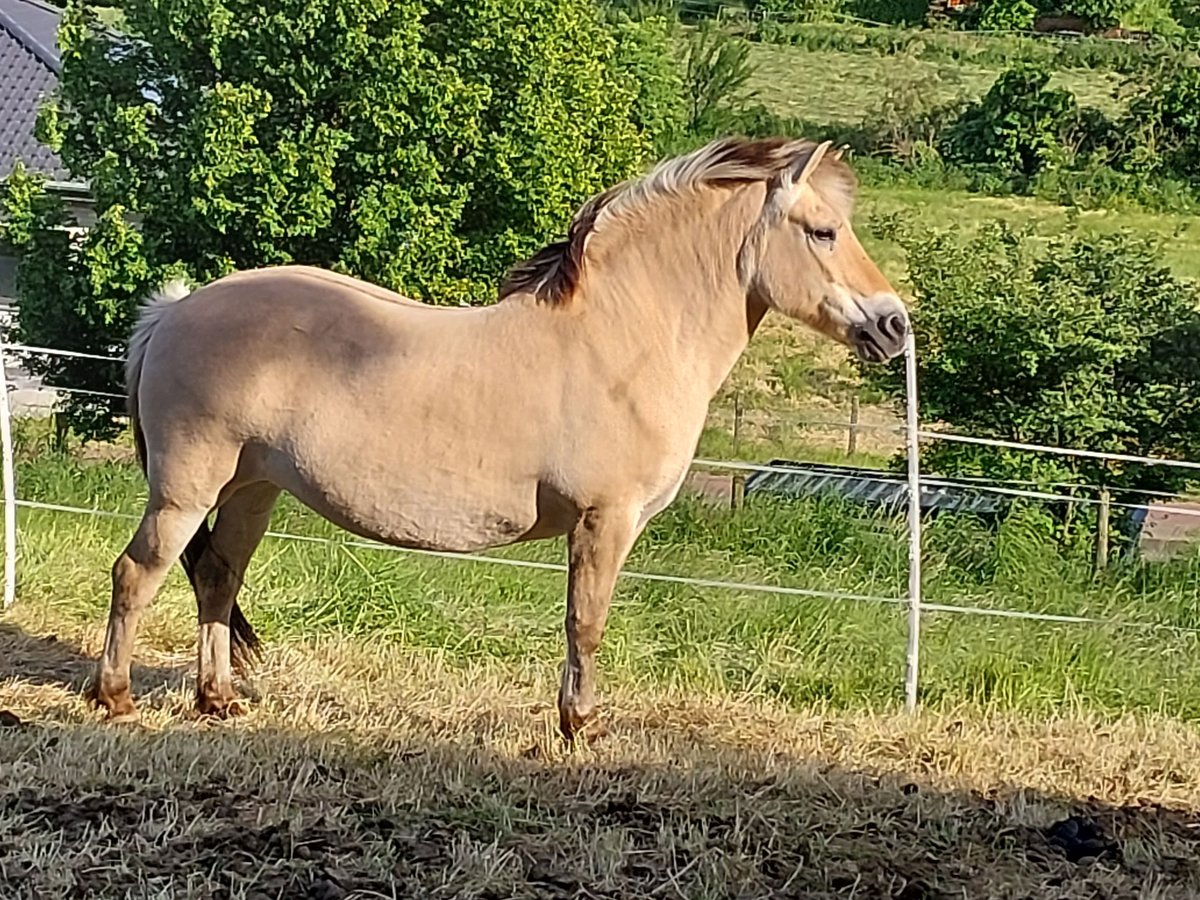 Caballo del fiordo noruego (Fjord) Yegua 23 años 145 cm Bayo in Linnich