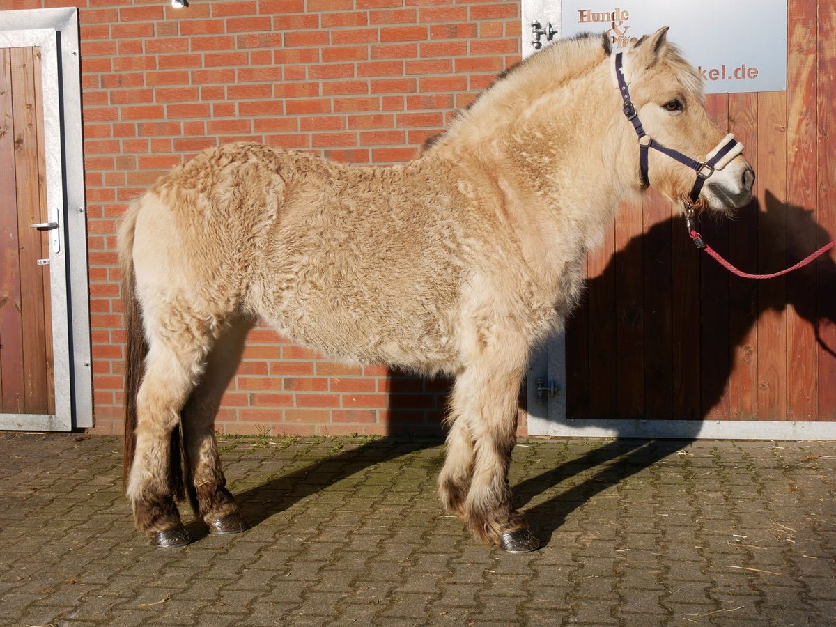 Caballo del fiordo noruego (Fjord) Yegua 25 años 141 cm in Dorsten