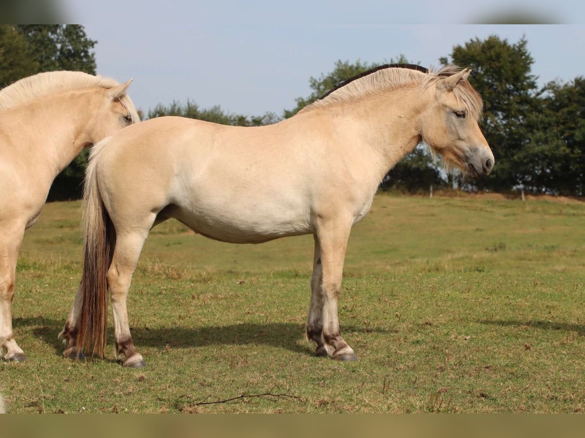 Caballo del fiordo noruego (Fjord) Yegua 2 años 142 cm Bayo in Alt Duvenstedt