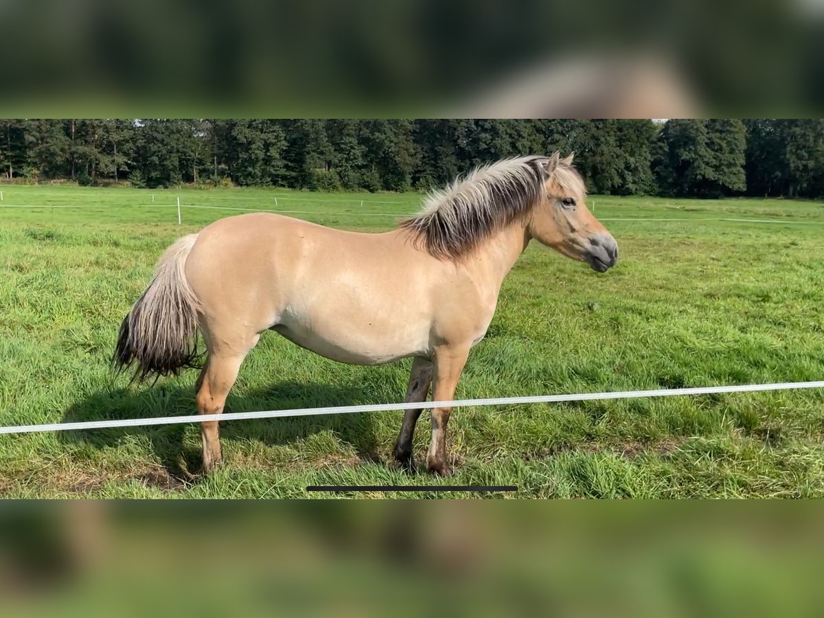 Caballo del fiordo noruego (Fjord) Yegua 2 años 143 cm Bayo in Oud Ootmarsum