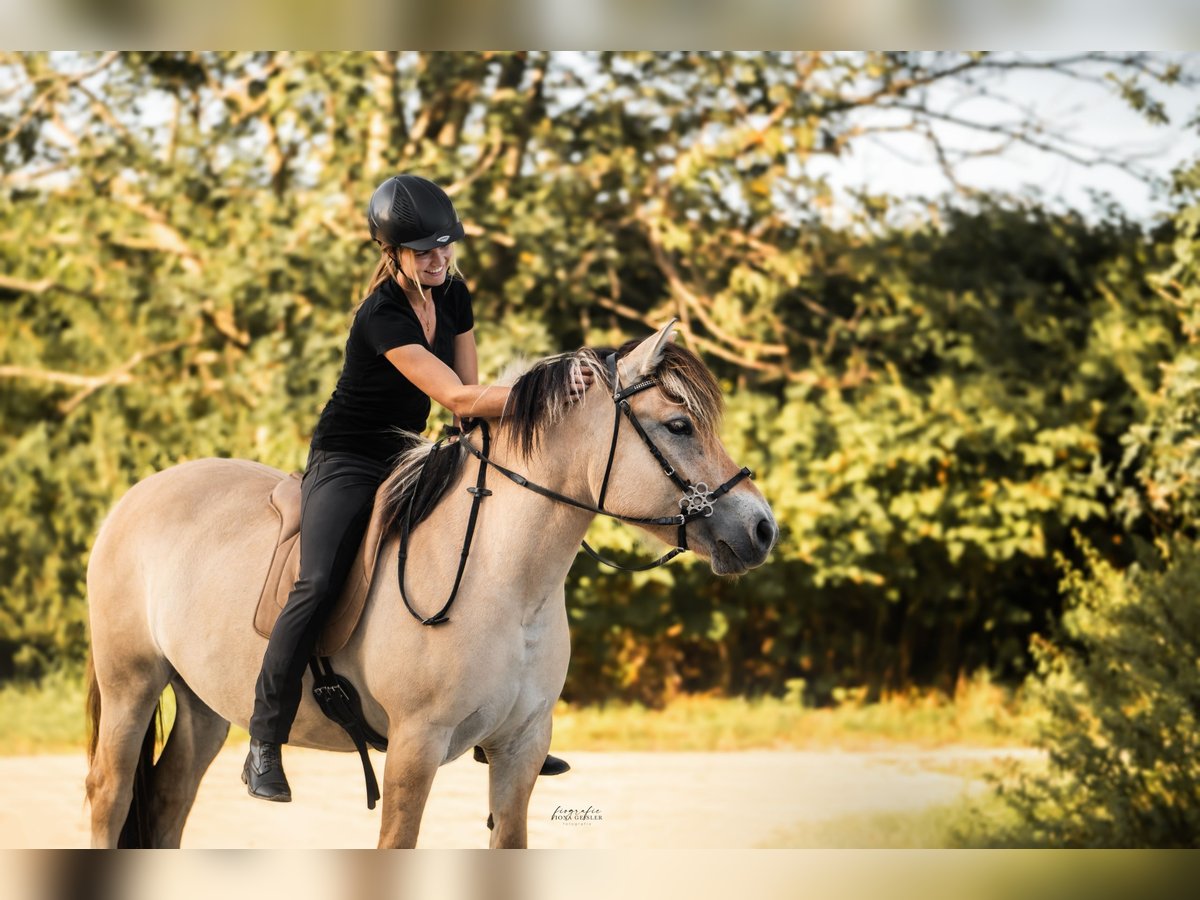 Caballo del fiordo noruego (Fjord) Yegua 3 años 142 cm in Friedberg