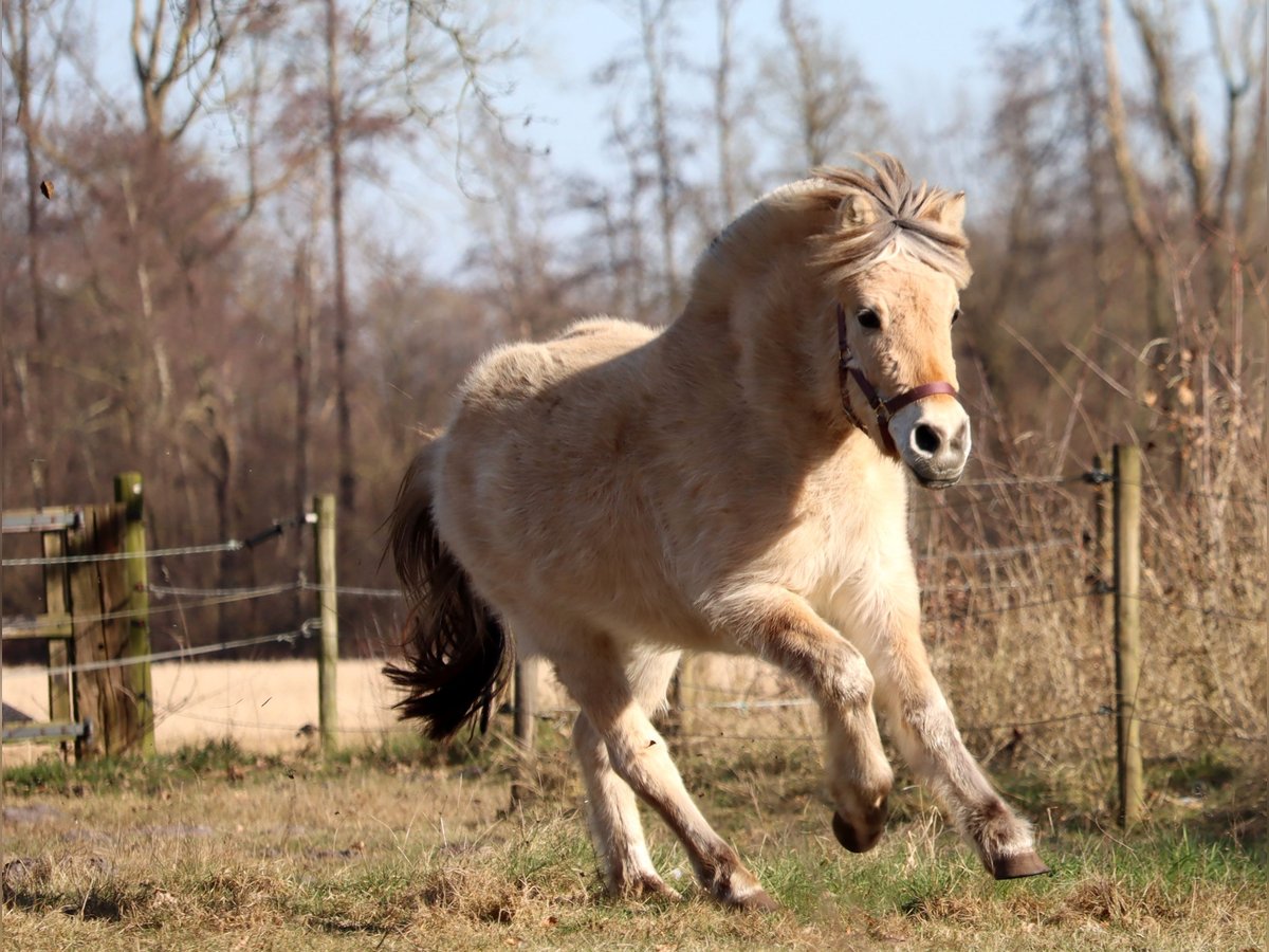 Caballo del fiordo noruego (Fjord) Yegua 3 años Bayo in Vlagtwedde