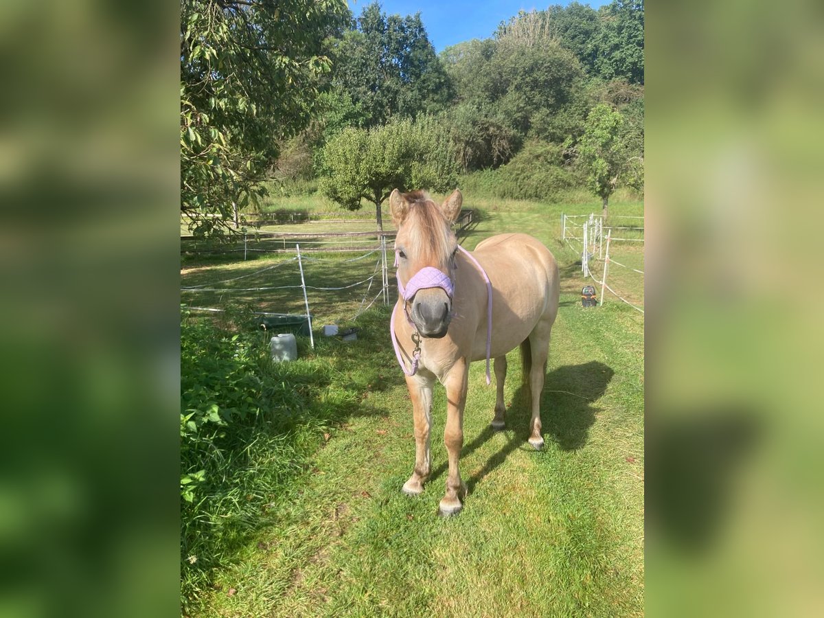 Caballo del fiordo noruego (Fjord) Yegua 5 años 139 cm Bayo in Lahnau