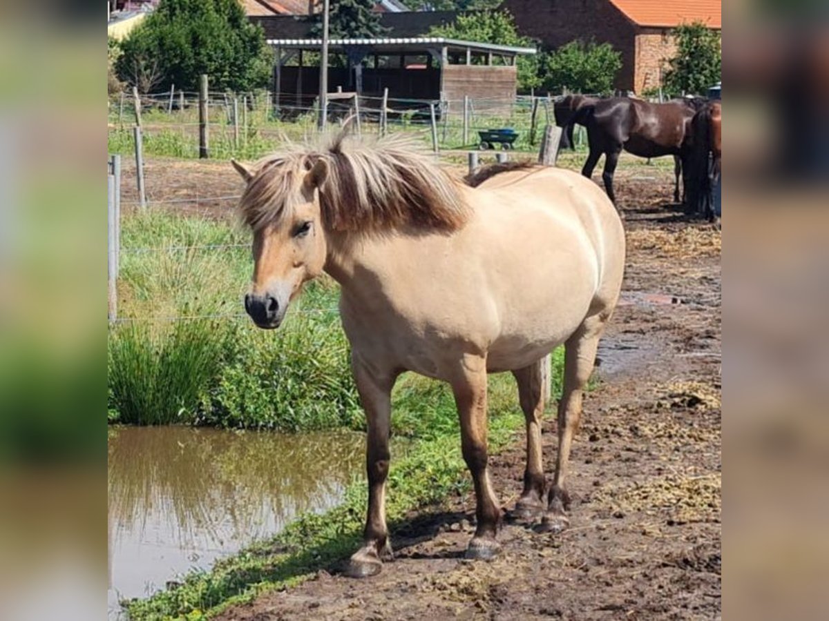 Caballo del fiordo noruego (Fjord) Yegua 5 años 143 cm Bayo in Ludwigsfelde