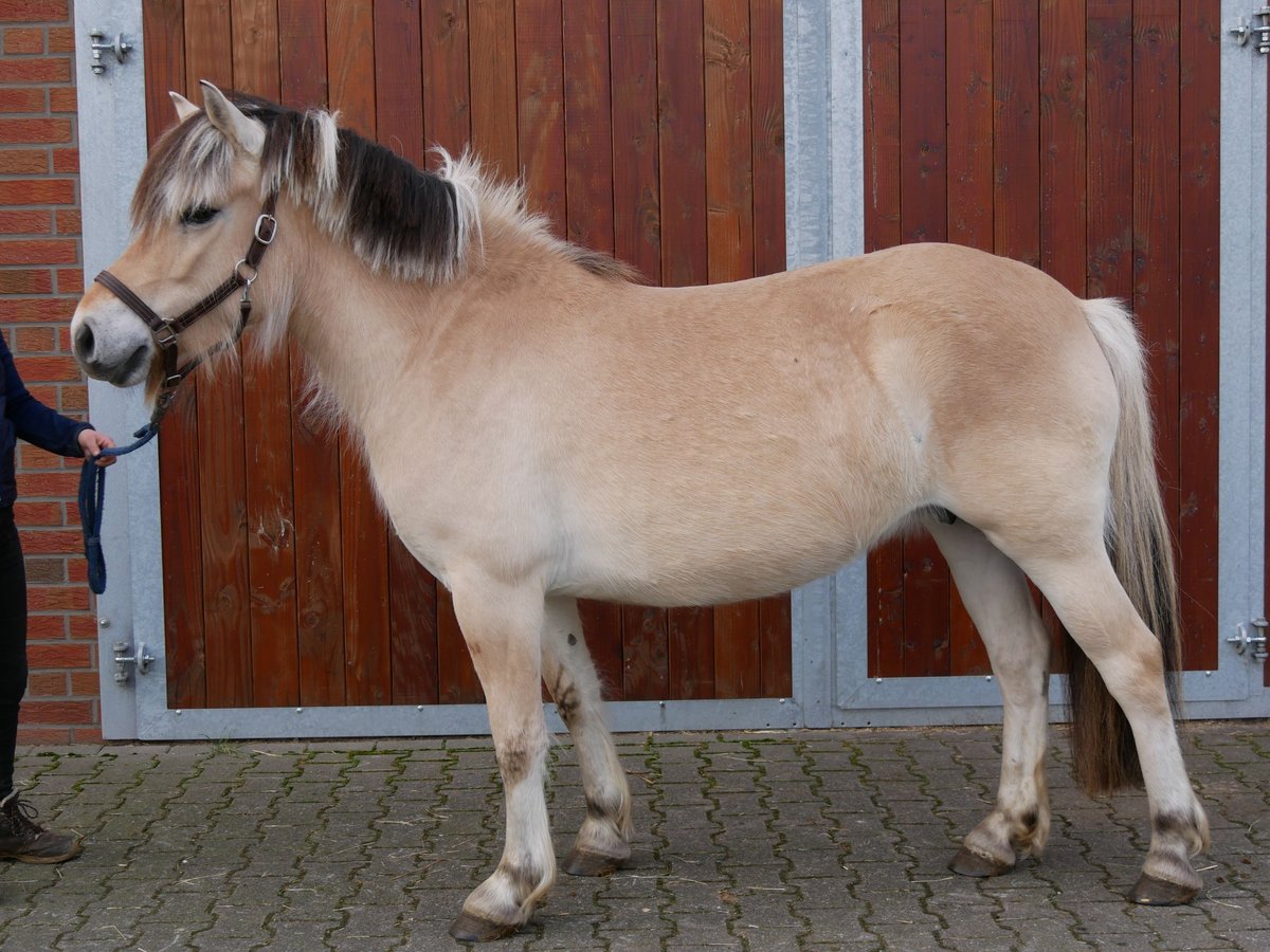 Caballo Fiordo Noruego