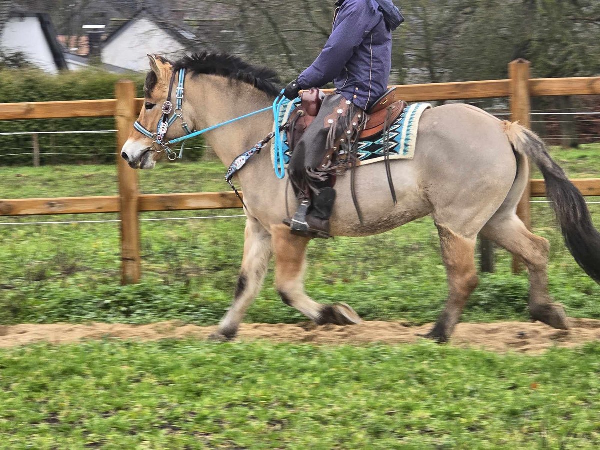 Caballo del fiordo noruego (Fjord) Mestizo Yegua 5 años 151 cm Bayo in Linkenbach