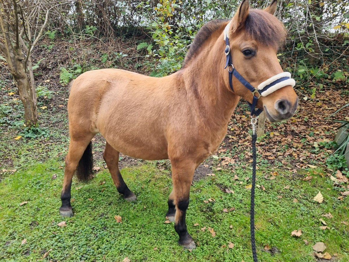 Caballo del fiordo noruego (Fjord) Mestizo Yegua 6 años 138 cm Alazán in MettmannMettmann