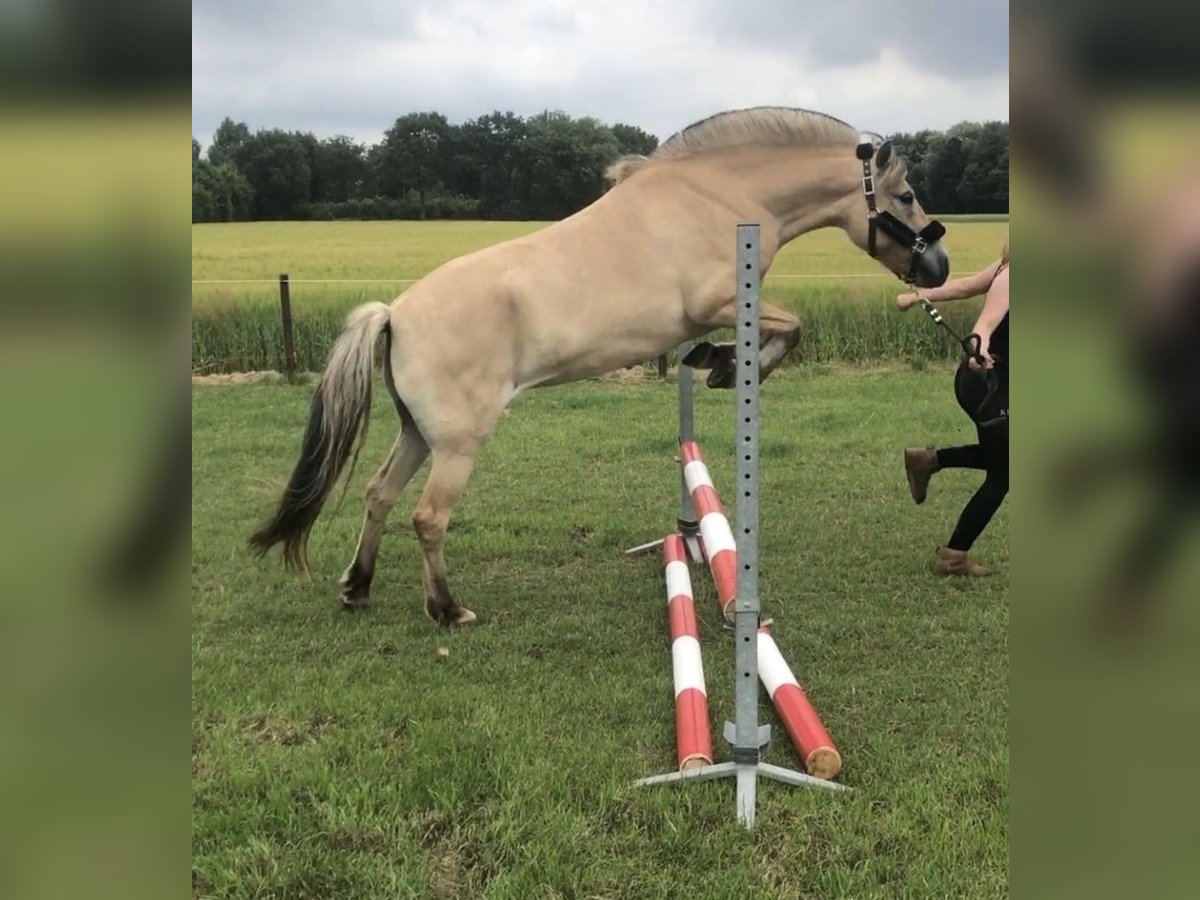 Caballo del fiordo noruego (Fjord) Yegua 6 años 144 cm Palomino in Heumen