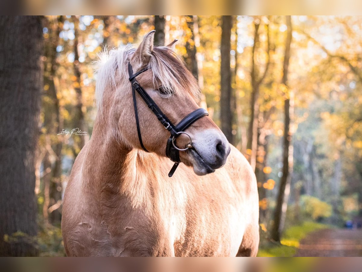 Caballo del fiordo noruego (Fjord) Yegua 6 años 148 cm Bayo in Elten