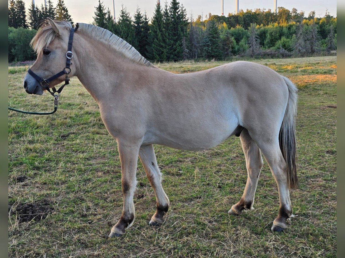 Caballo del fiordo noruego (Fjord) Caballo castrado 1 año 147 cm Bayo in Rennerod