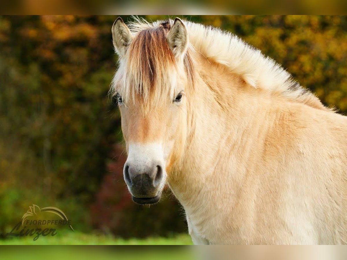 Caballo del fiordo noruego (Fjord) Caballo castrado 1 año 147 cm Bayo in Remscheid