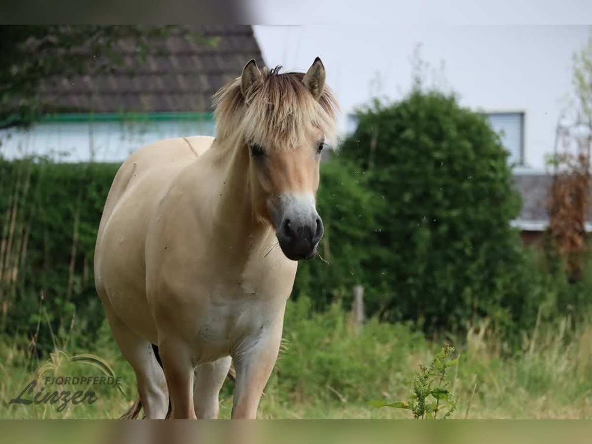 Caballo del fiordo noruego (Fjord) Caballo castrado 1 año 147 cm Bayo in Remscheid