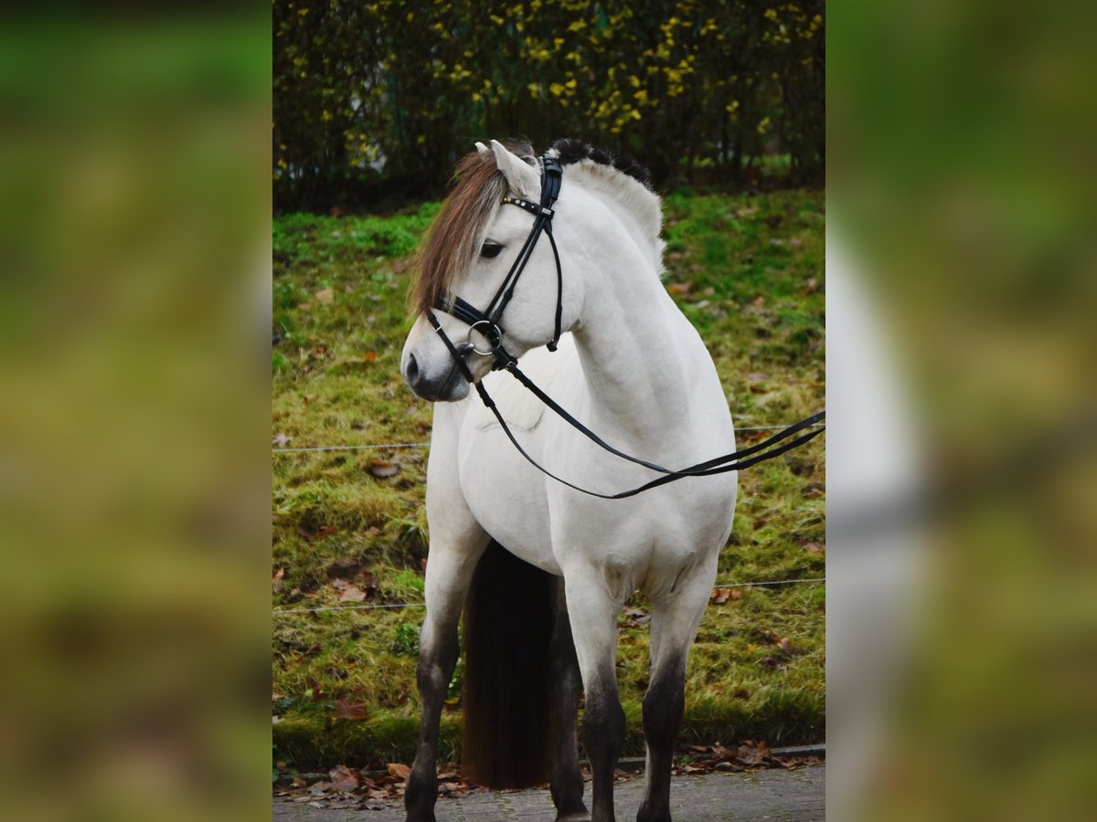 Caballo del fiordo noruego (Fjord) Semental 3 años 148 cm Bayo in F&#xFC;rstenau
