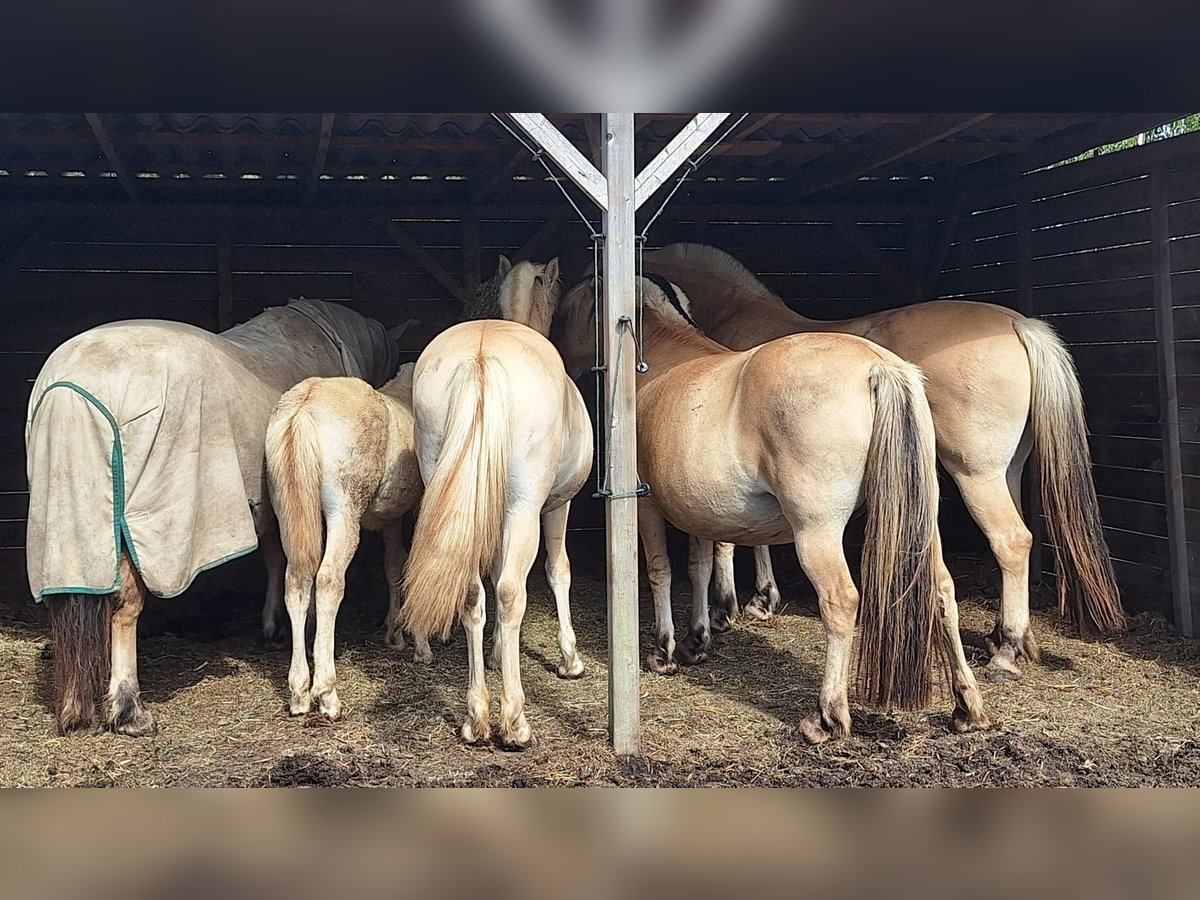 Caballo del fiordo noruego (Fjord) Semental Potro (06/2025) Red Dun/Cervuno in Emmercompascuum Caballo del fiordo noruego (Fjord) Semental Potro (06/2025) Red Dun/Cervuno in Emmercompascuum