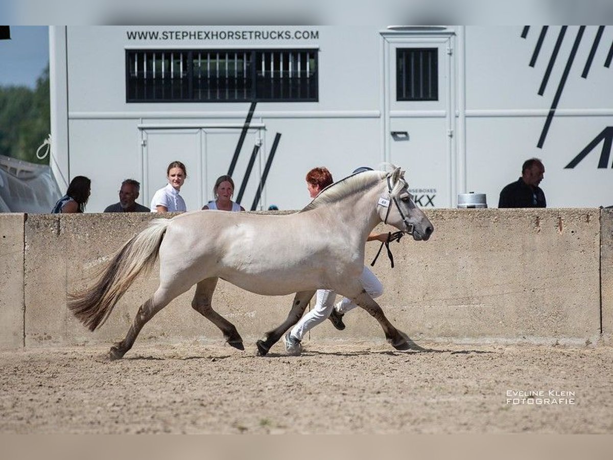 Caballo del fiordo noruego (Fjord) Yegua 11 años 140 cm Grullo in Lille