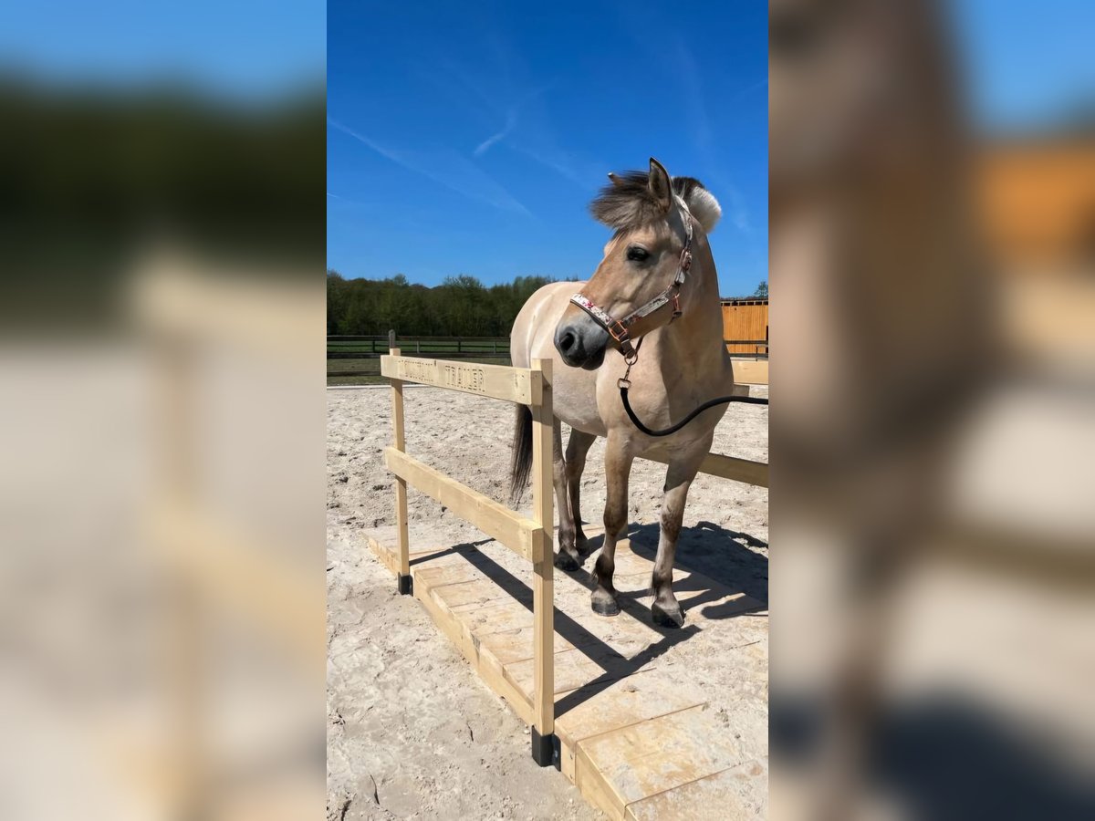 Caballo del fiordo noruego (Fjord) Yegua 14 años 140 cm in Coesfeld