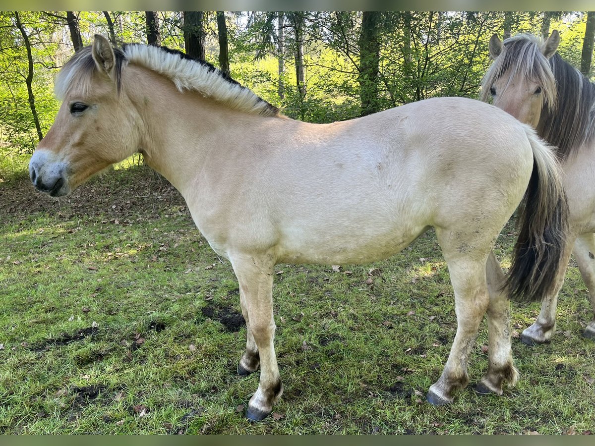 Caballo del fiordo noruego (Fjord) Yegua 1 año 130 cm Bayo in Emsbüren