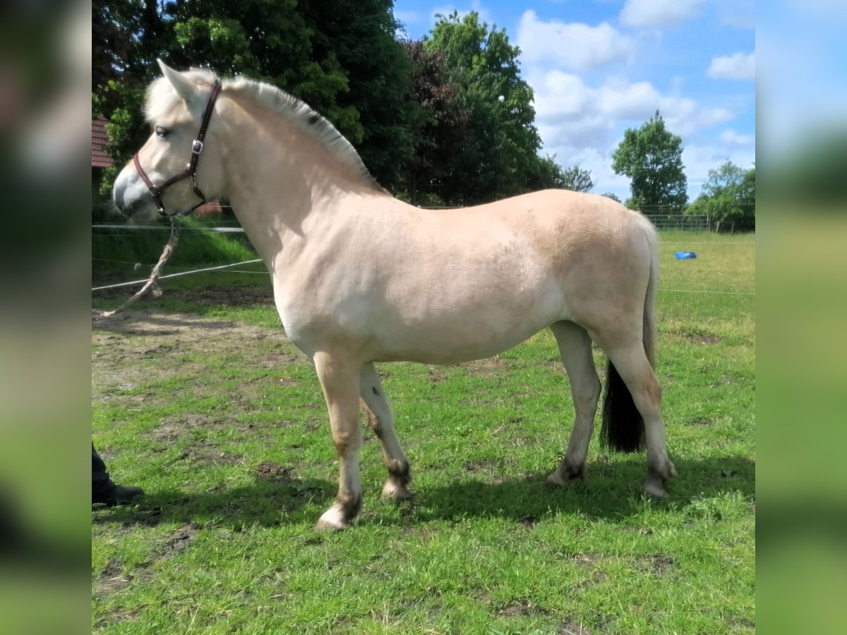 Caballo del fiordo noruego (Fjord) Yegua 3 años 138 cm Bayo in Vi&#xF6;l