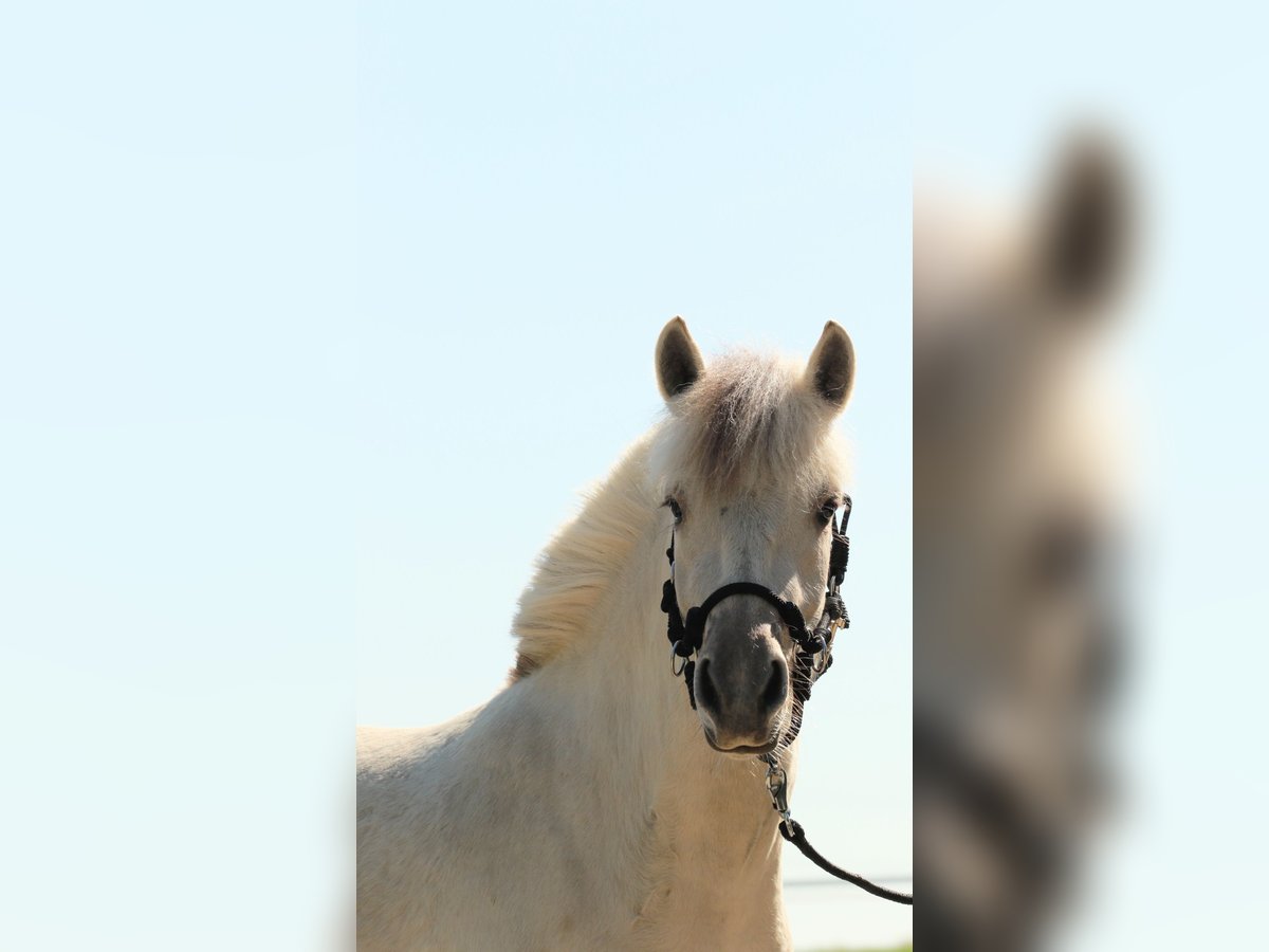 Caballo del fiordo noruego (Fjord) Yegua 3 años 142 cm Bayo in Buxtehude