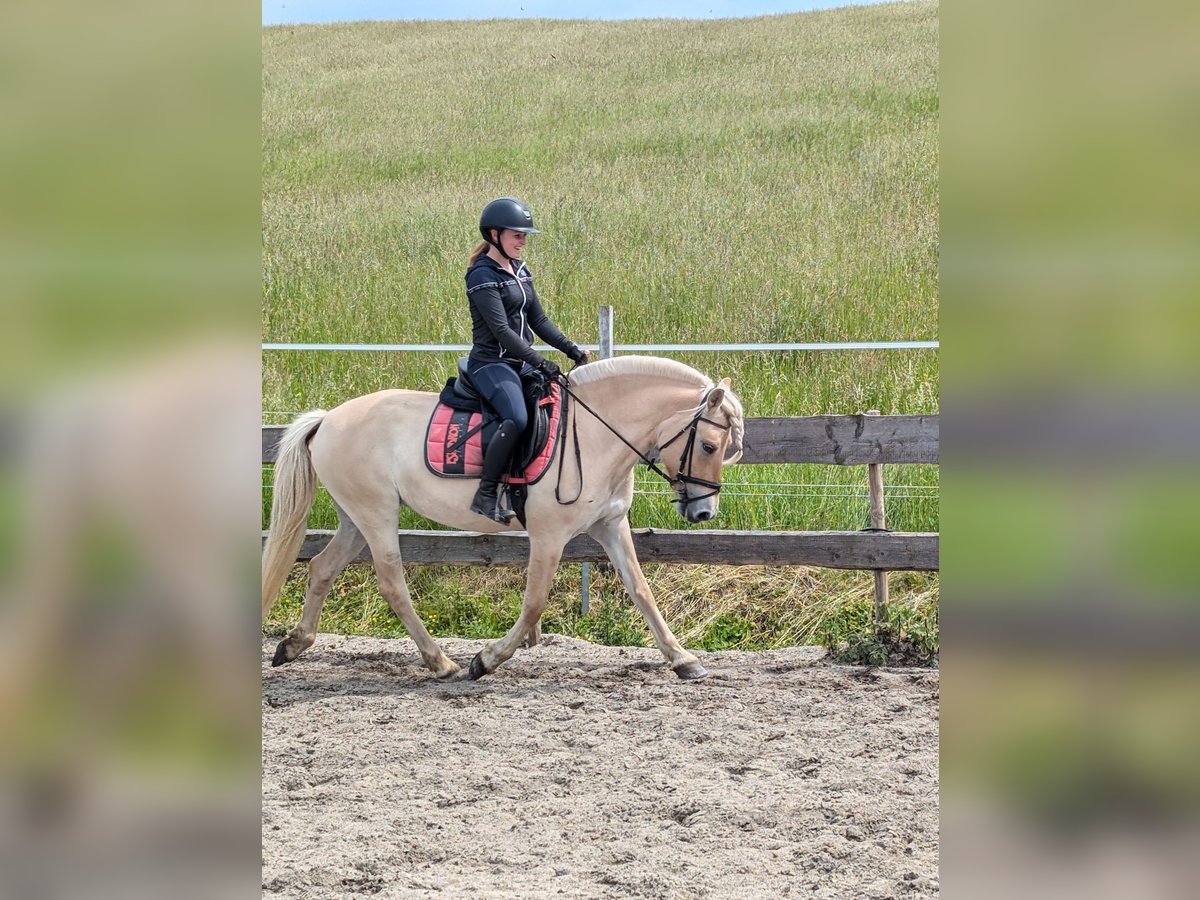 Caballo del fiordo noruego (Fjord) Yegua 6 años 146 cm Red Dun/Cervuno in Lautertal