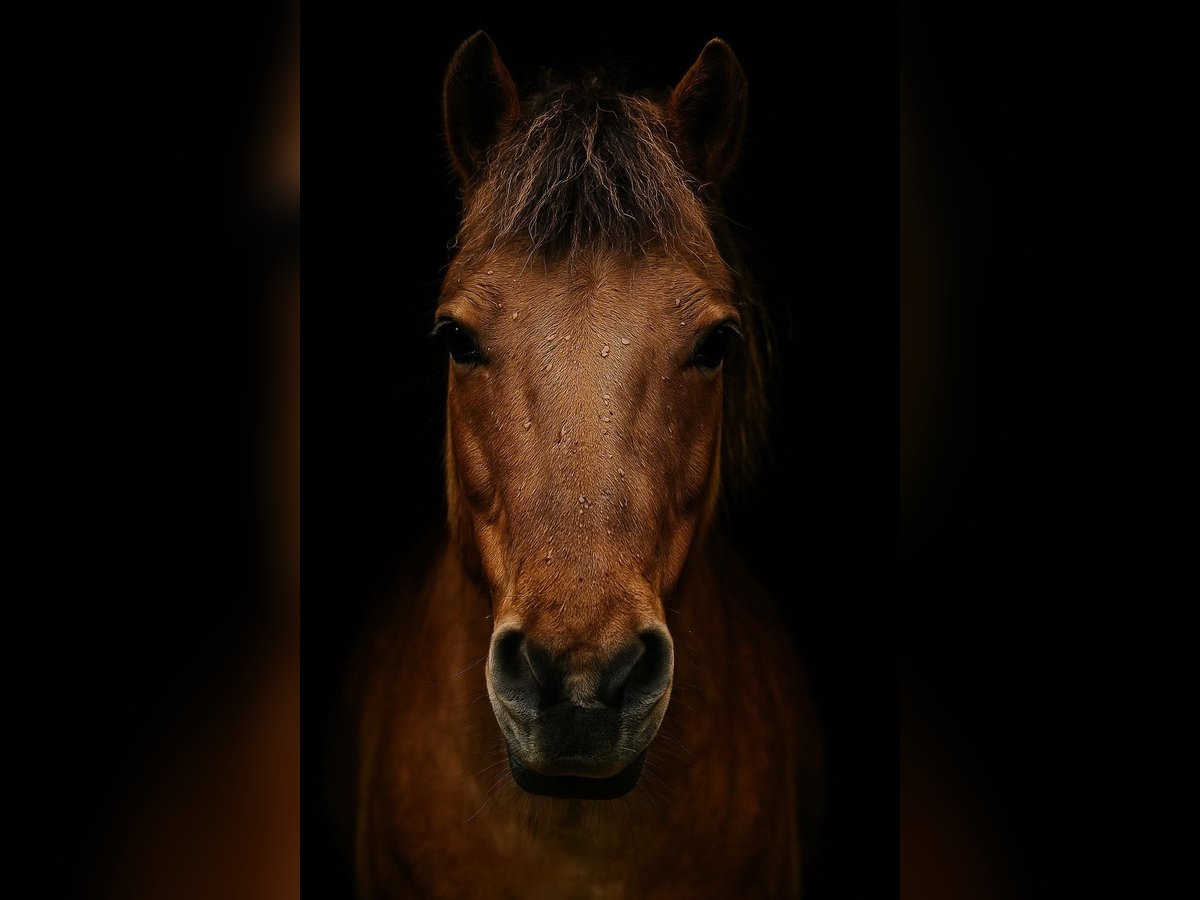 Caballo del fiordo noruego (Fjord) Yegua 8 años 150 cm Bayo in N&#xFC;rnberg