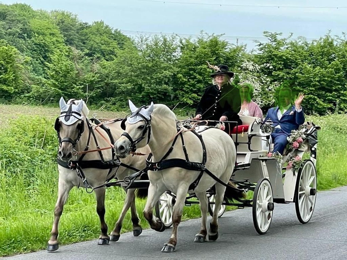 Caballo del fiordo noruego (Fjord) Yegua 9 años 148 cm Bayo in Emkendorf