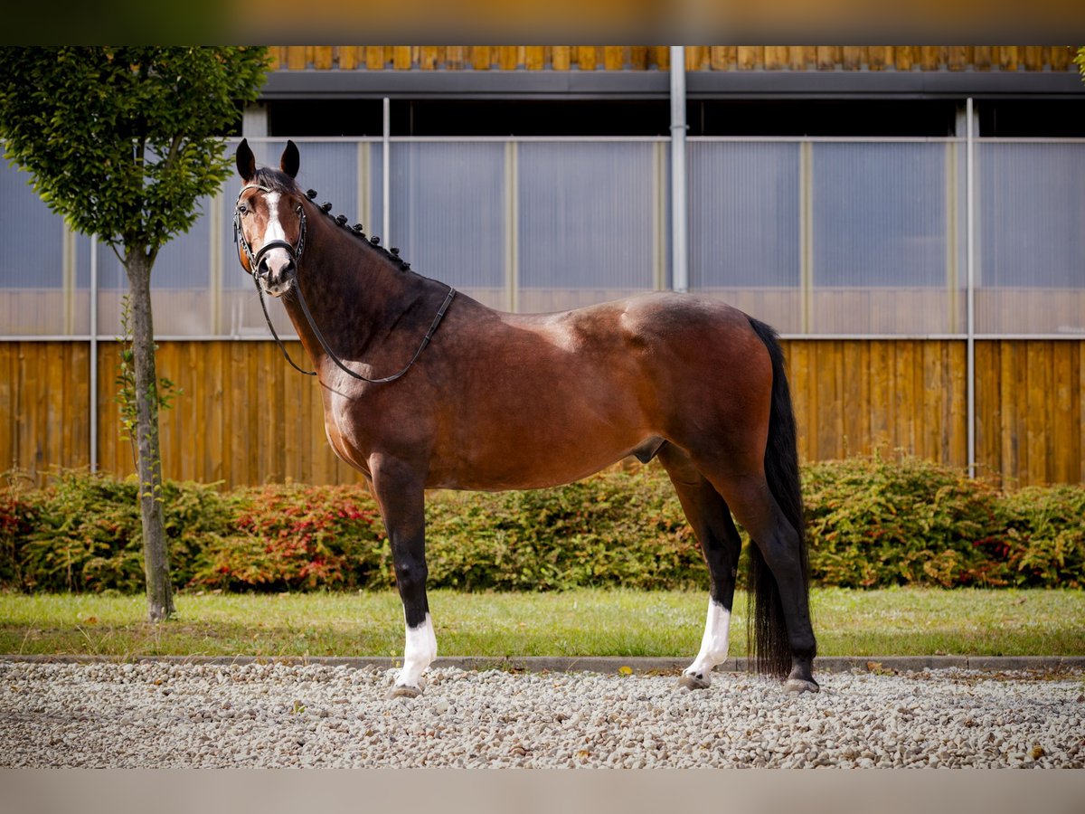 Caballo deportivo polaco Caballo castrado 9 años 160 cm Castaño in &#x141;&#xF3;d&#x17A;