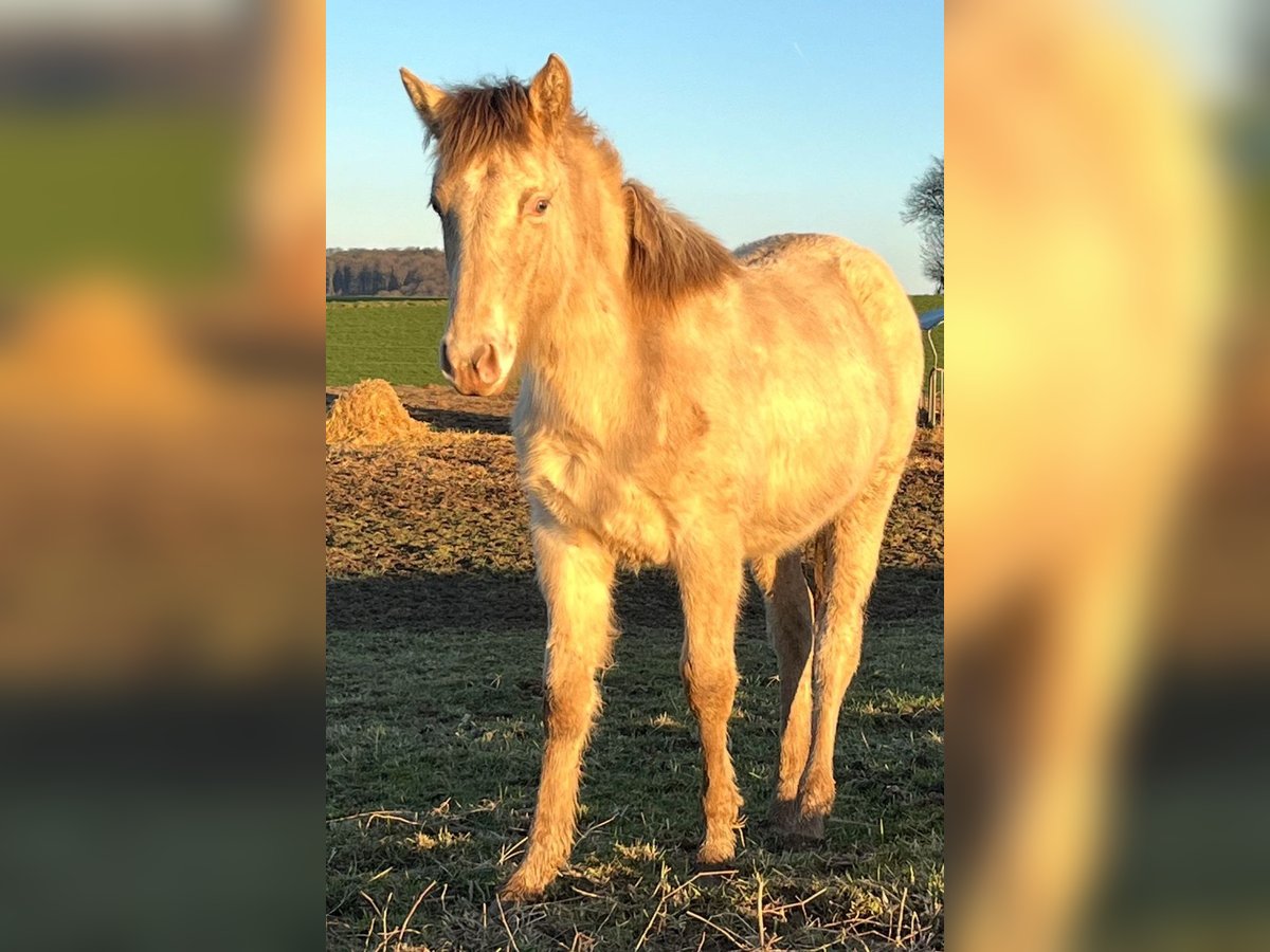 Caballo indio americano Yegua 1 año 150 cm in Oberbachheim