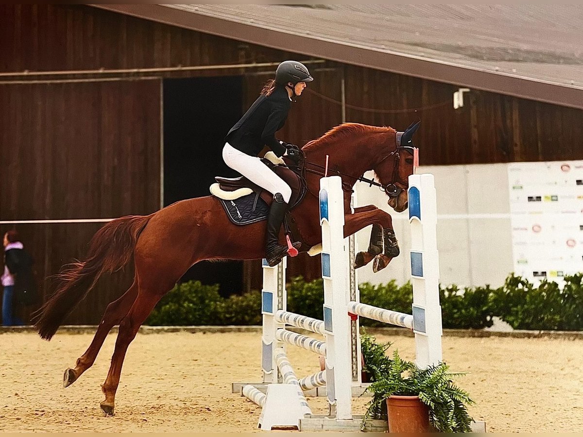 Caballo Kinsky Caballo castrado 5 años 160 cm Alazán in Schärding