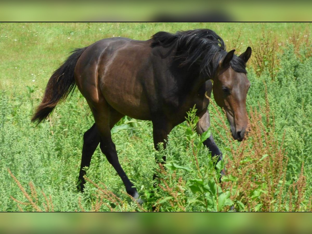 Caballo Kinsky Semental 1 año Castaño oscuro in Václavice (Hrádek nad Nisou)