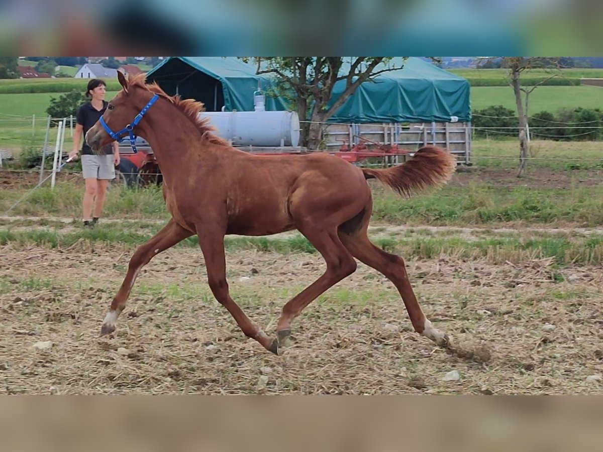 Caballo Kinsky Semental Potro (01/2024) in Bissingen