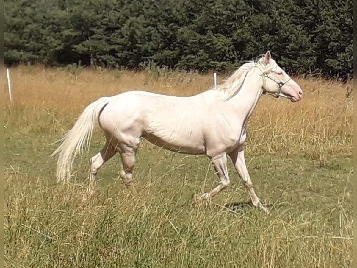 Caballo Kinsky Yegua 11 años 164 cm Cremello in Žebrák