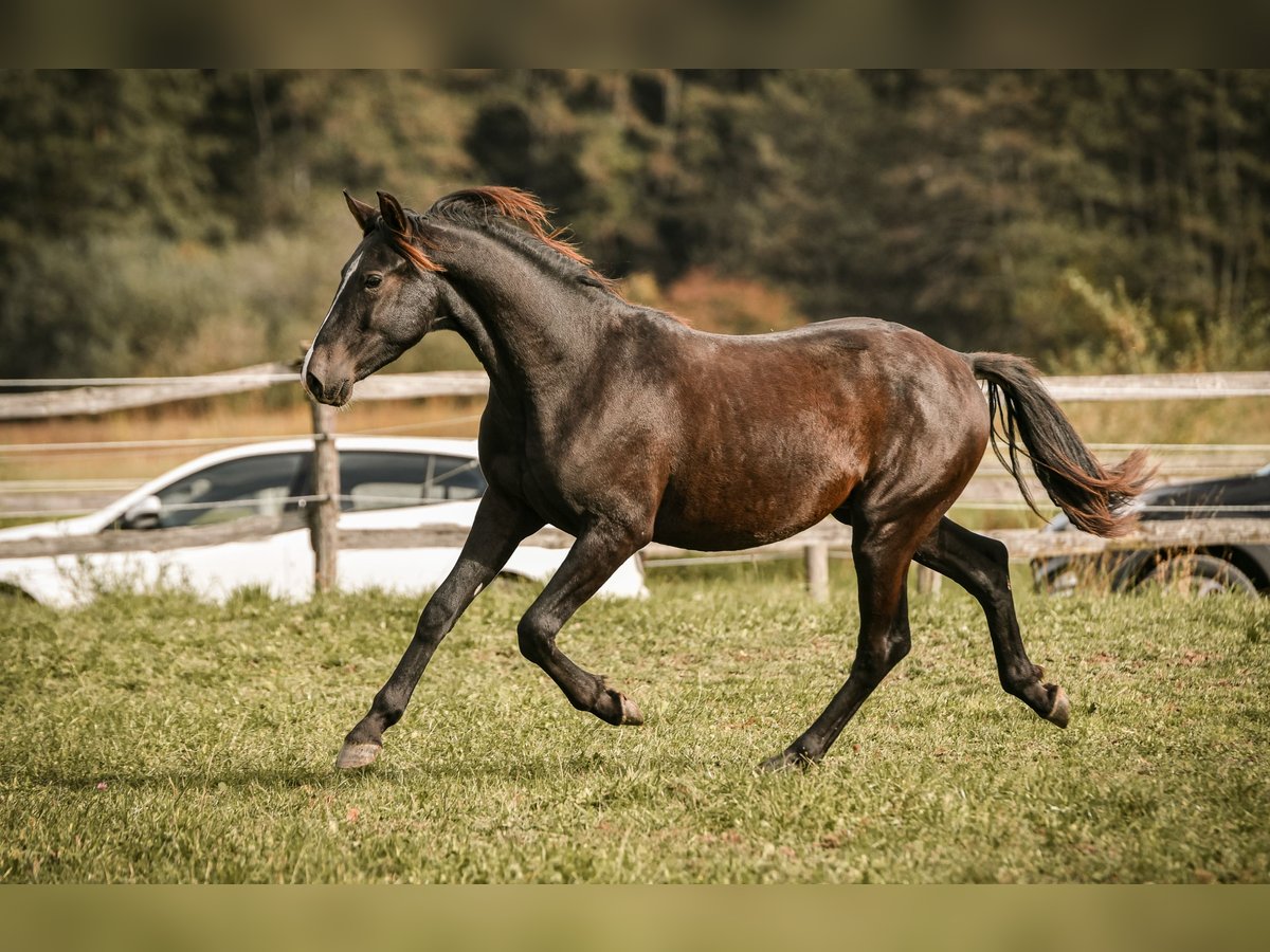 Caballo Leonharder Semental 1 año 145 cm Castaño oscuro in Grabenst&#xE4;tt