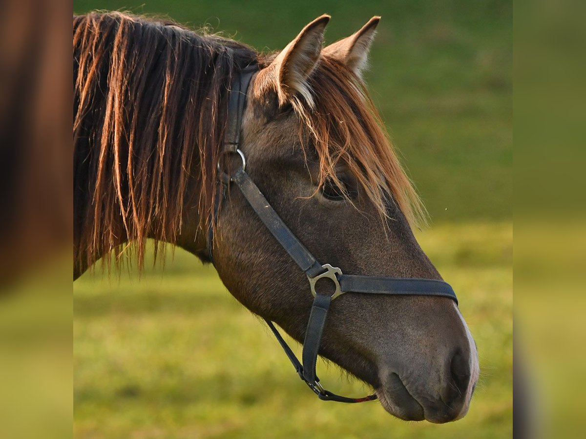 Caballo Leonharder Semental 2 años 158 cm Bayo in Grabenstätt