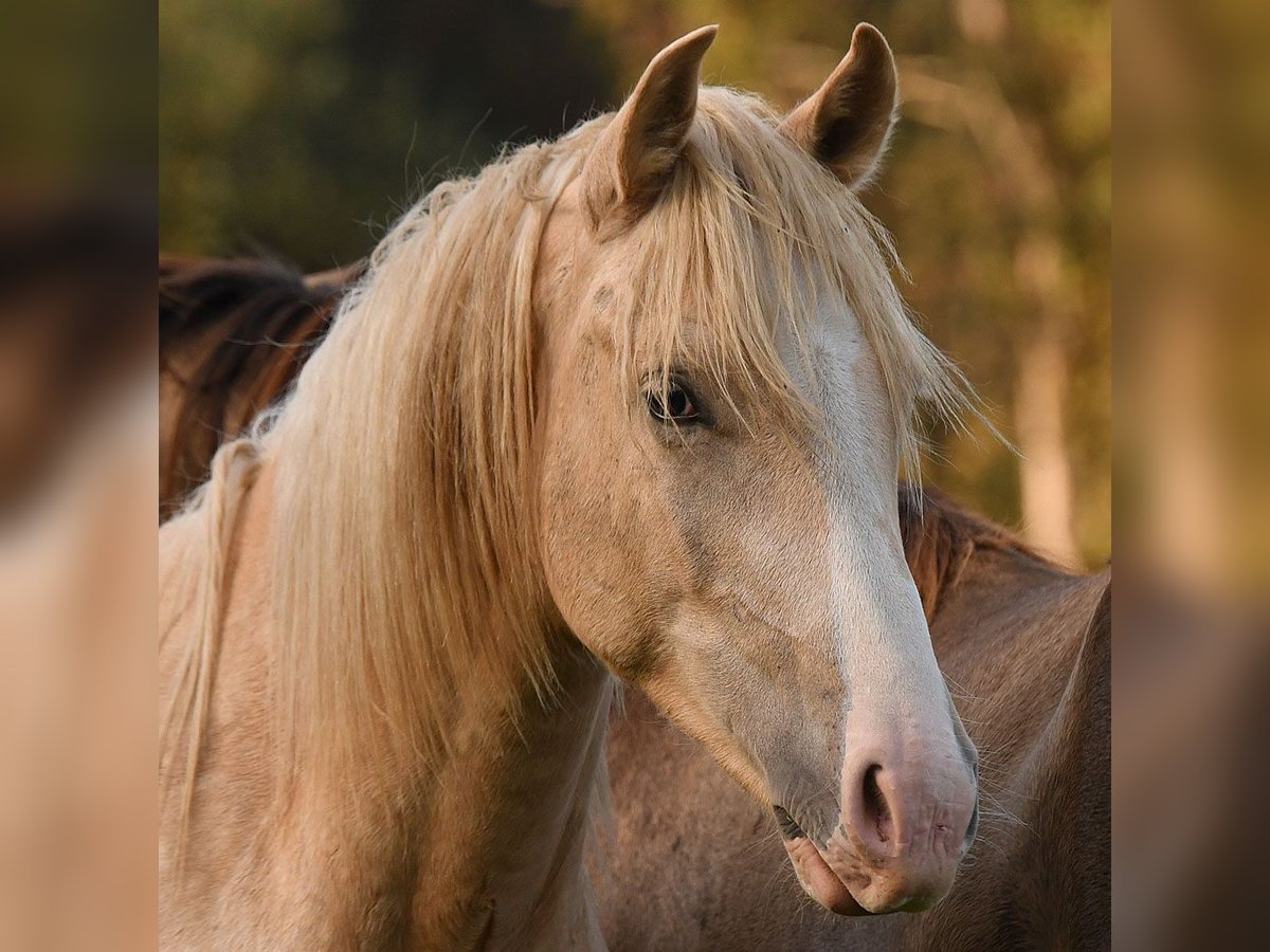 Caballo Leonharder Semental 2 años 158 cm Palomino in Grabenstätt