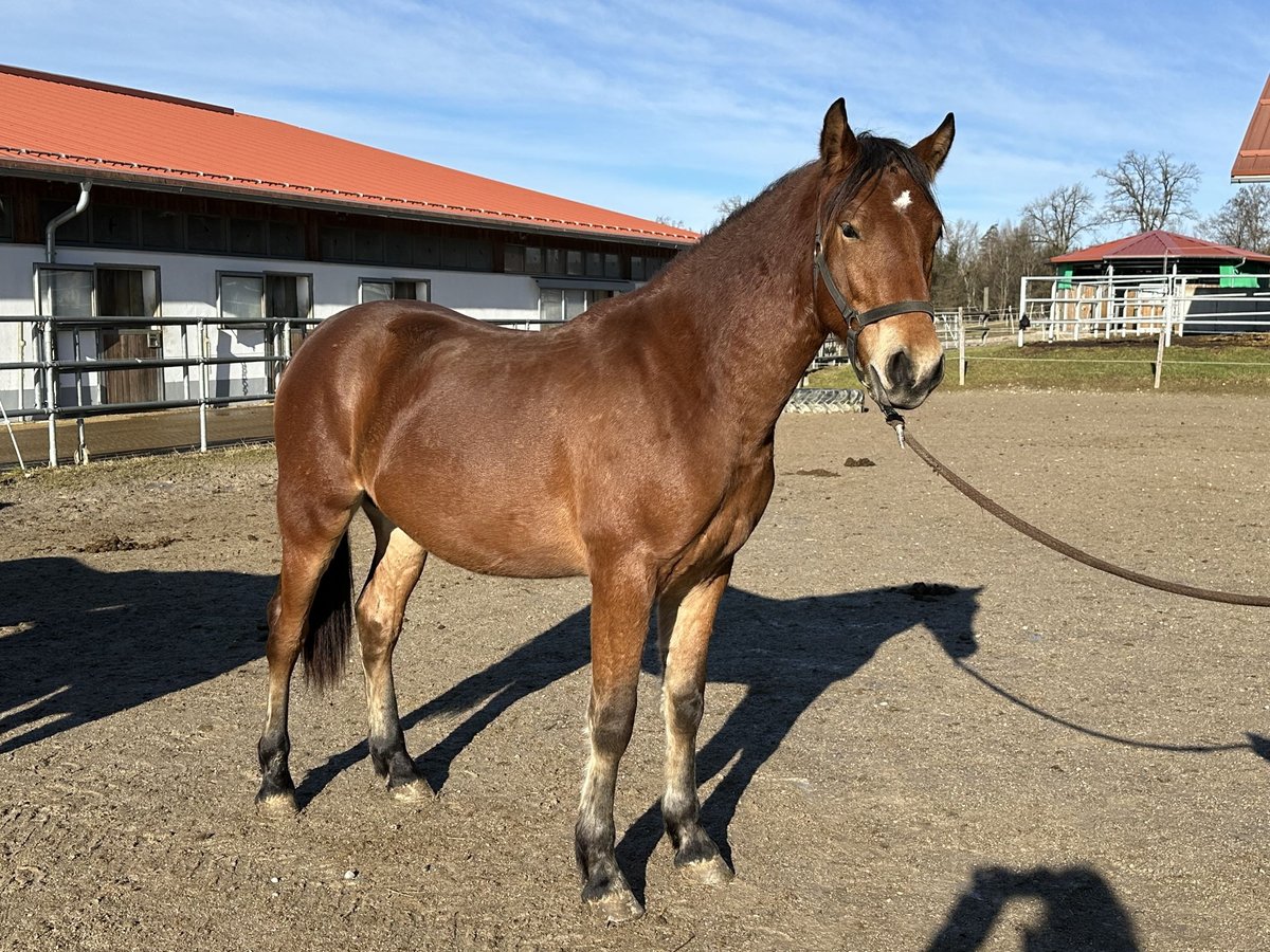 Caballo Leonharder Semental 2 años 160 cm Castaño in Grabenstätt